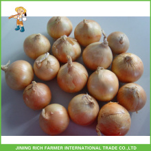 Sell Quality Yellow Onion Sell Big Onion In China